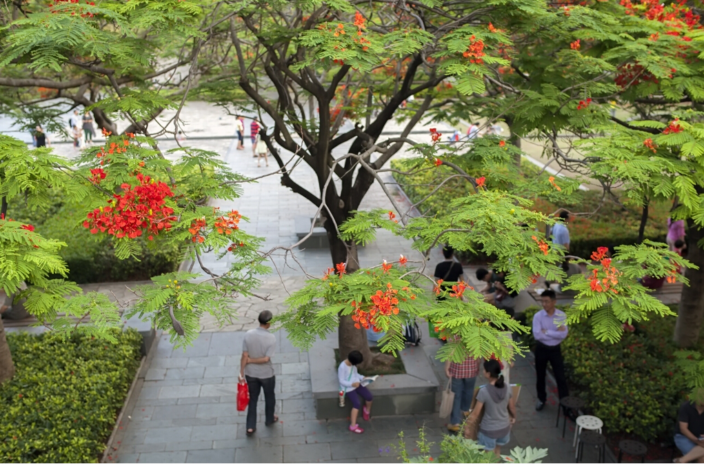 PCB廠之鳳凰花開“紅”遍深圳