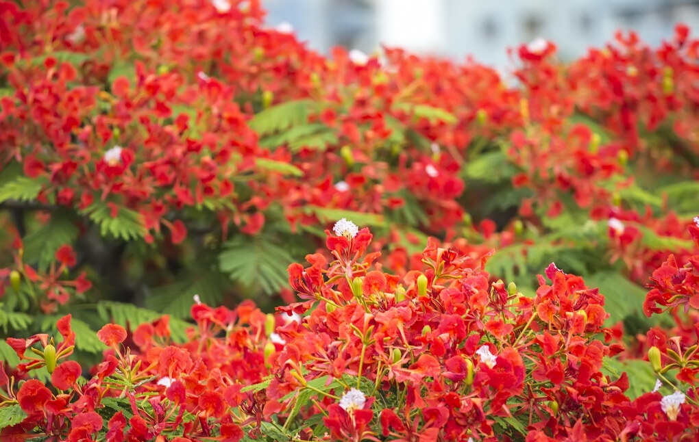 PCB廠之鳳凰花開“紅”遍深圳